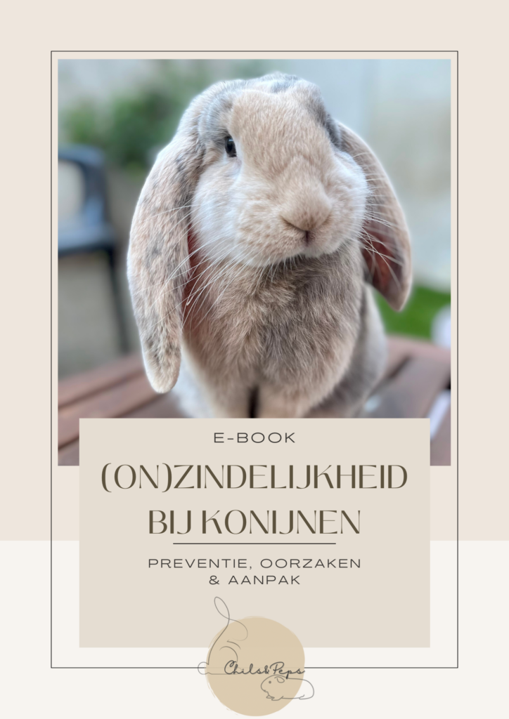 onzindelijk konijn