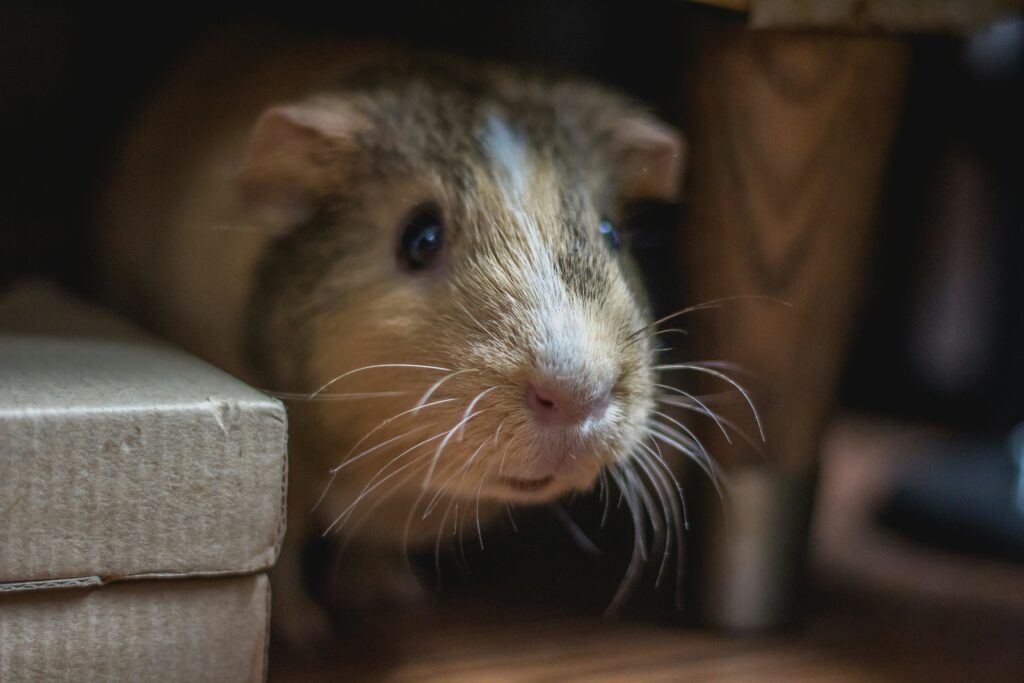 socialisatie training cavia