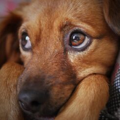 Verlatingsangst Hond